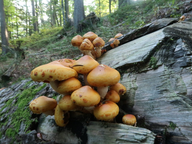 zwischen Hoch&auml;lpele und Gschwendtalpe (29. Sep.)