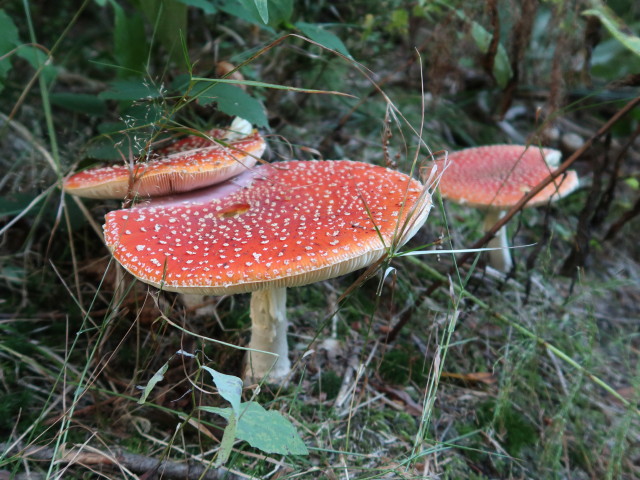 zwischen Gschwendtalpe und Bregenzer H&uuml;tte (29. Sep.)