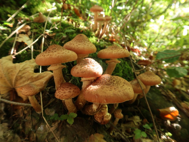 zwischen Sattelalpe und Ebniter Ache (30. Sep.)