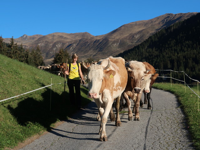 Almenweg zwischen Gemais und Obergeislerhof (13. Okt.)