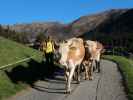 Almenweg zwischen Gemais und Obergeislerhof (13. Okt.)