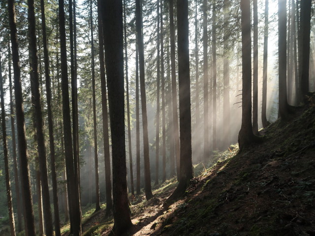 zwischen Wachters Dieja und Gauertal (21. Okt.)