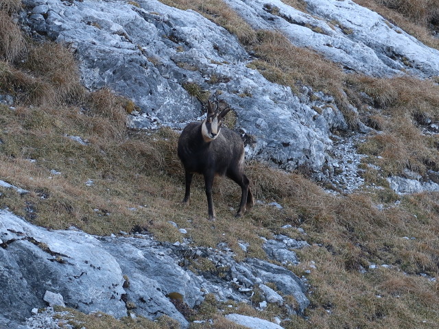 neben Weg 260 zwischen K&uuml;hkar und Priel-Schuthaus