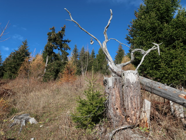 neben Weg 29 zwischen Gussgraben und Schießlingalm