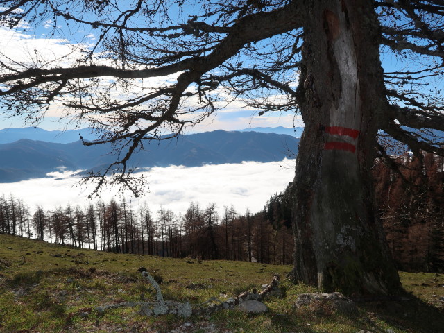 neben Weg 22 zwischen Schie&szlig;lingalm und F&uuml;rstkuppe