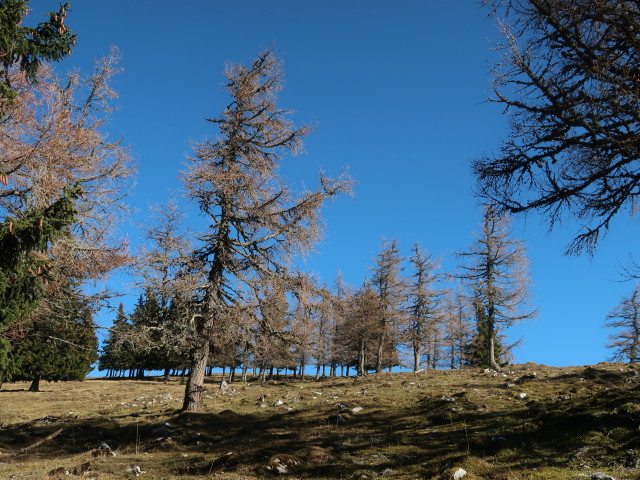 neben Weg 22 zwischen Schie&szlig;ling und Oischingalm