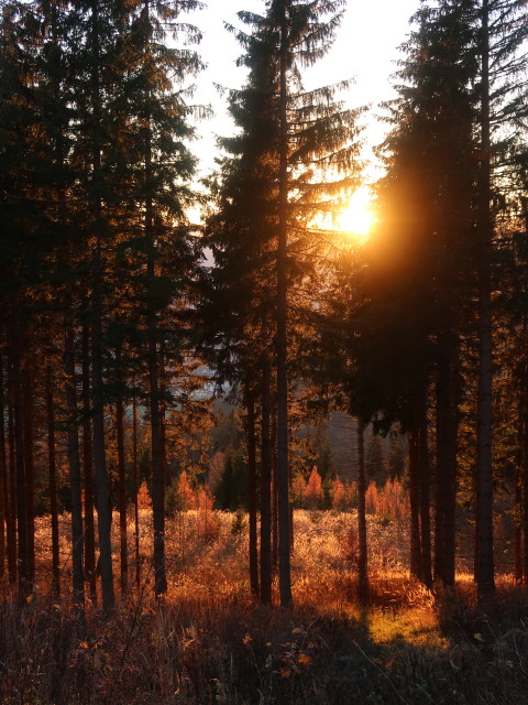 neben Weg 22 zwischen Ranboden und Berghof