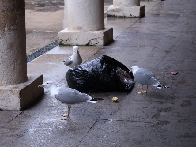 Mercado Central de Abastos in C&aacute;diz (22. Nov.)