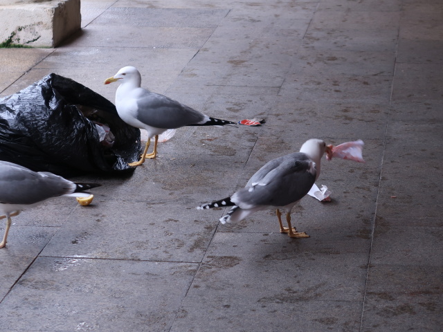 Mercado Central de Abastos in C&aacute;diz (22. Nov.)