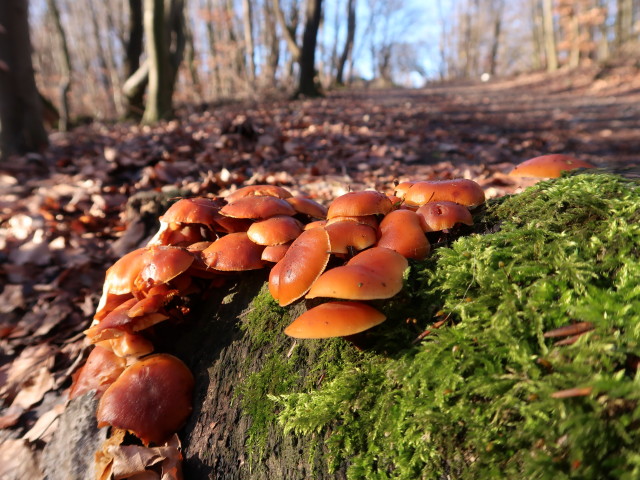 zwischen Rosenbach und Jubiläumswarte