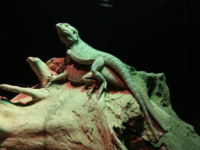 oekopark: Ausstellung 'Bionik - Die Weisheit der Natur'