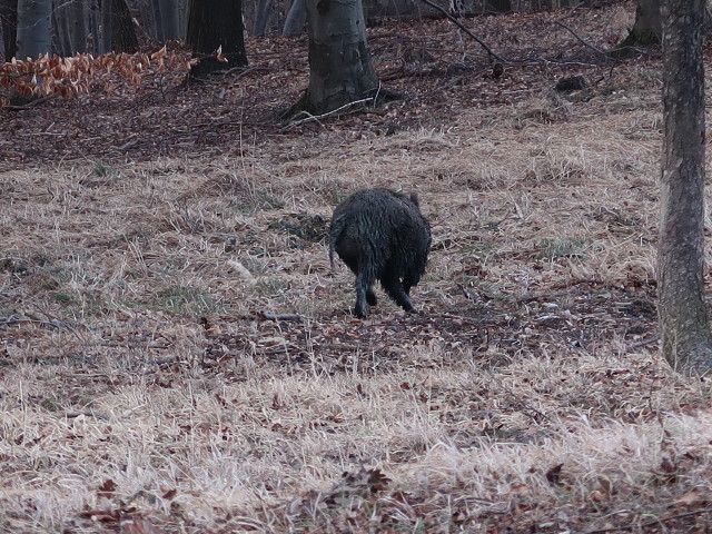 zwischen Wirtshaus Hirschgstemm und Hüttgrabenstadl