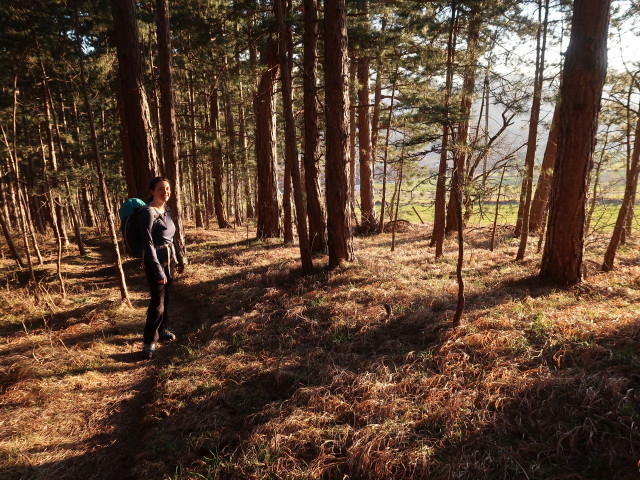 Sabine zwischen Grafenbergweg und Neusiedl am Walde