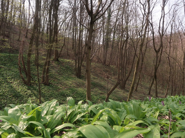 zwischen Hainburg an der Donau und Weißem Kreuz
