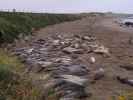 Elephant Seal Vista Point bei San Simeon (3. Juni)