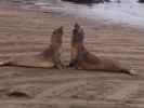 Elephant Seal Vista Point bei San Simeon (3. Juni)
