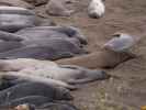 Elephant Seal Vista Point bei San Simeon (3. Juni)
