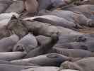 Elephant Seal Vista Point bei San Simeon (3. Juni)