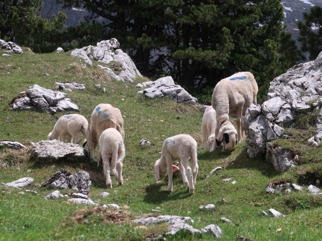 neben Weg 16 zwischen Puezhütte und Langental (16. Juni)