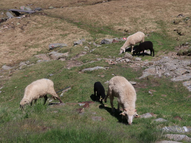 bei der Hochschoberhütte, 2.322 m (29. Juni)