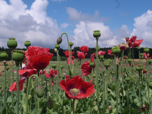 Mohndorf Armschlag (14. Juli)