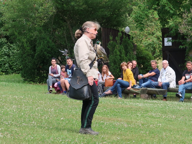 Falknerei-Flugvorführung im Schlosspark Waldreichs (14. Juli)