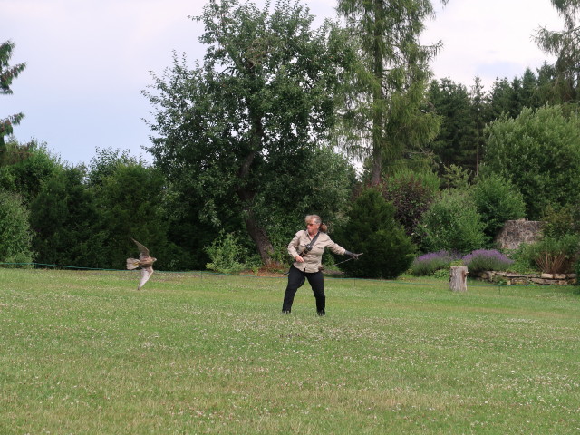 Falknerei-Flugvorführung im Schlosspark Waldreichs (14. Juli)