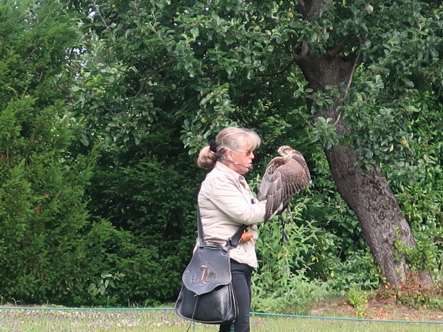 Falknerei-Flugvorführung im Schlosspark Waldreichs (14. Juli)