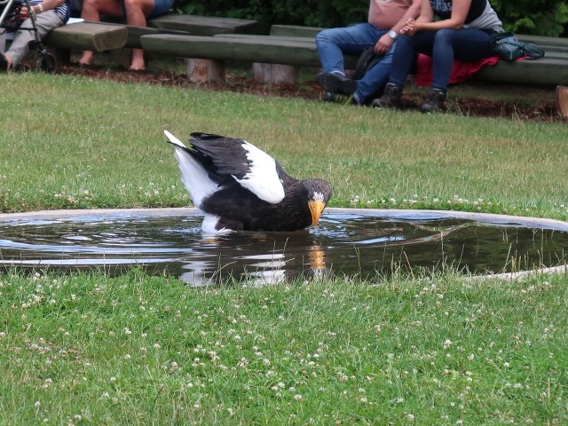 Falknerei-Flugvorführung im Schlosspark Waldreichs (14. Juli)