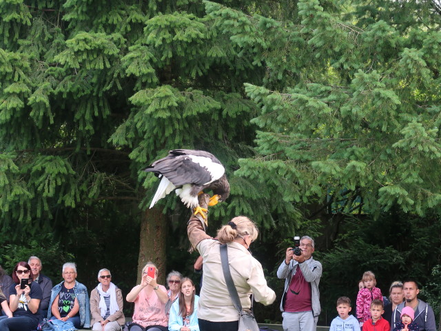 Falknerei-Flugvorführung im Schlosspark Waldreichs (14. Juli)