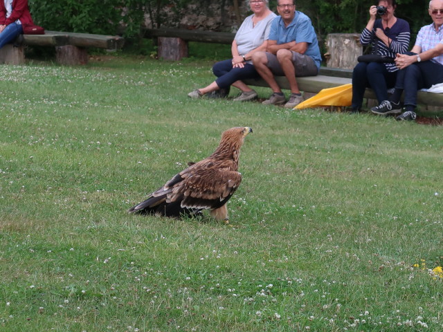 Falknerei-Flugvorführung im Schlosspark Waldreichs (14. Juli)