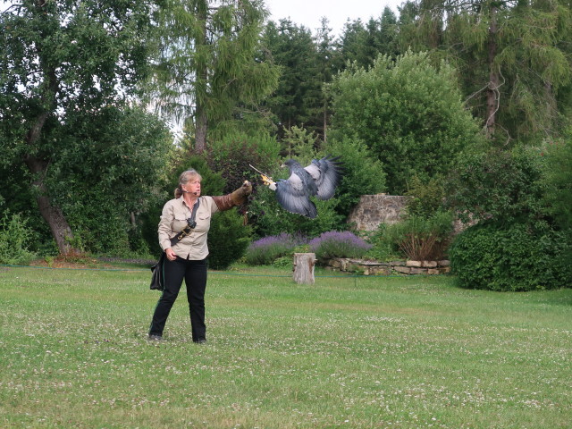 Falknerei-Flugvorführung im Schlosspark Waldreichs (14. Juli)