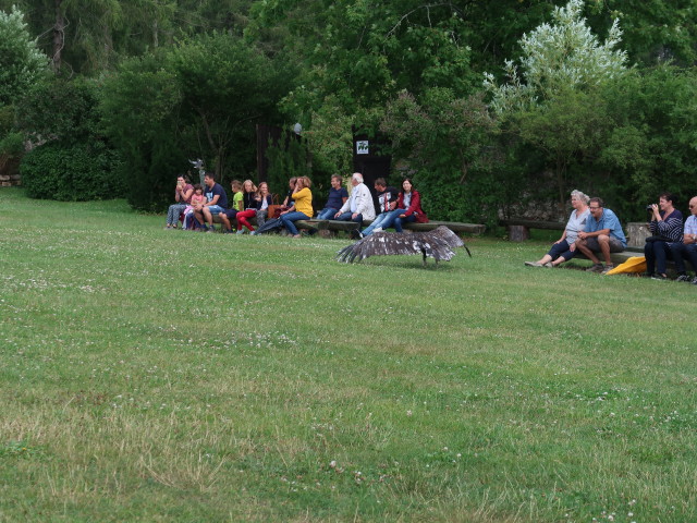 Falknerei-Flugvorführung im Schlosspark Waldreichs (14. Juli)