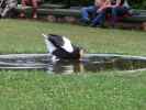 Falknerei-Flugvorführung im Schlosspark Waldreichs (14. Juli)