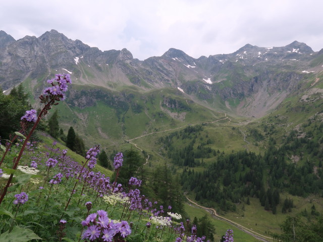 neben dem Schladminger Tauern-Höhenweg zwischen Trockenbrotscharte und Keinprechthütte (27. Juli)