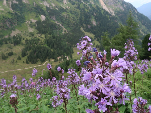 neben dem Schladminger Tauern-Höhenweg zwischen Trockenbrotscharte und Keinprechthütte (27. Juli)