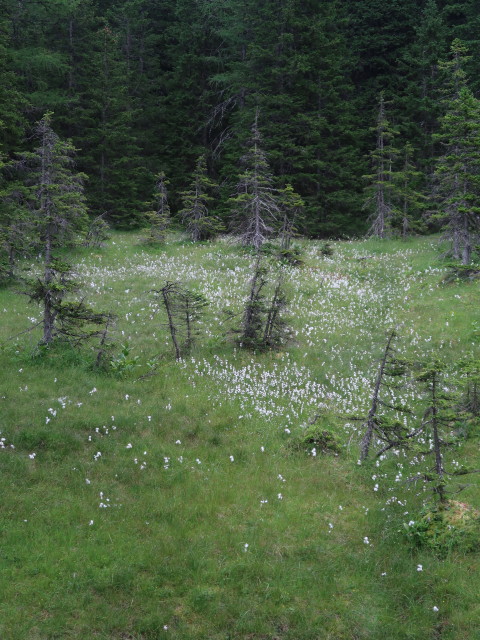 neben Weg 775 zwischen Neualm und Eschachalm (27. Juli)
