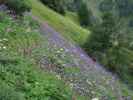 neben dem Schladminger Tauern-Höhenweg zwischen Trockenbrotscharte und Keinprechthütte (27. Juli)