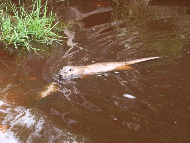 UnterWasserReich: Fischotter