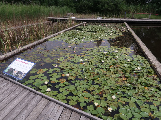 UnterWasserReich: Schwimmblattzone im Wassergarten