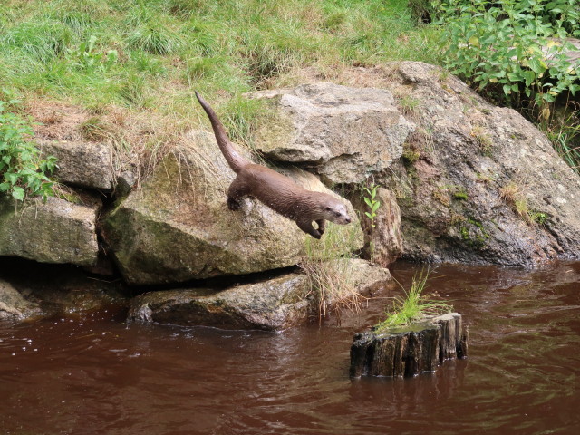 UnterWasserReich: Fischotter