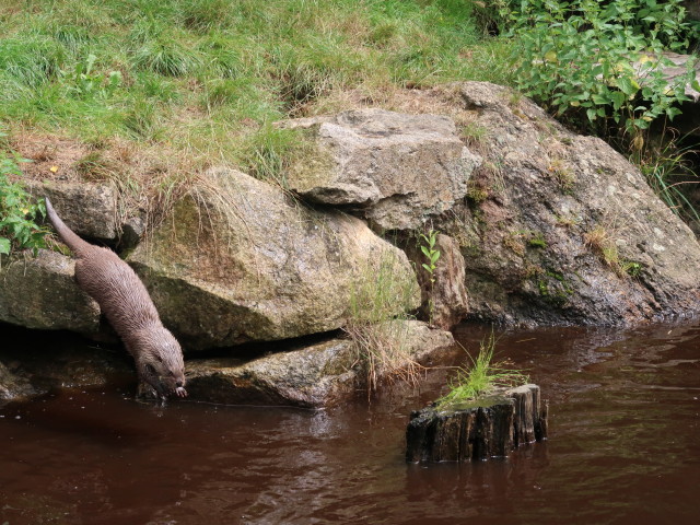 UnterWasserReich: Fischotter