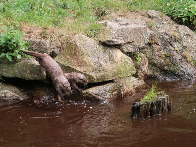 UnterWasserReich: Fischotter