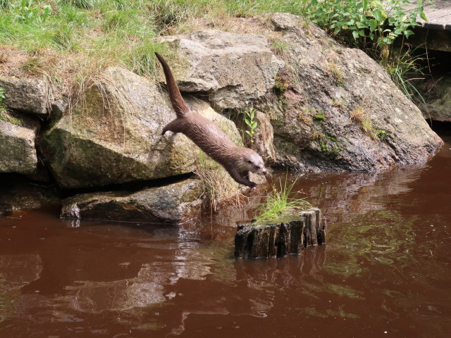 UnterWasserReich: Fischotter