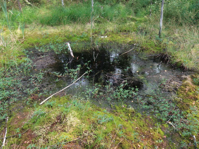 Naturpark Hochmoor Schrems