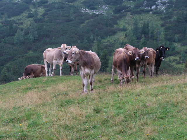 Brunnalm, 1.783 m (24. Aug.)