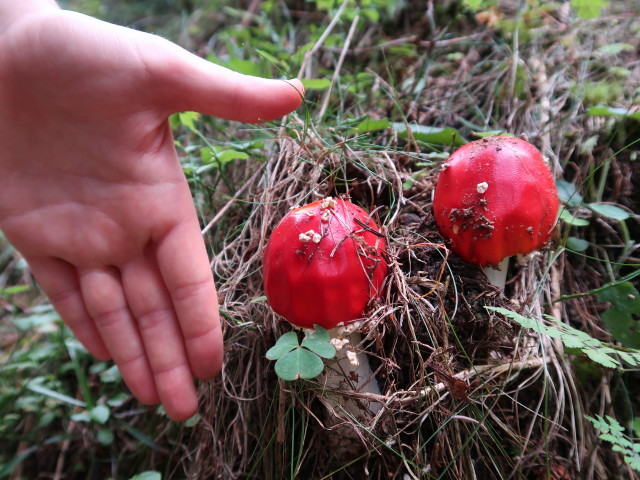 zwischen Saghütten und Duisitzkar (30. Aug.)