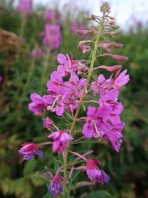 zwischen Hausstättalm und Ernsthütte (1. Sep.)
