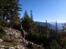 Carmen zwischen Haselwaldgasse und Vorderer Spitzalm