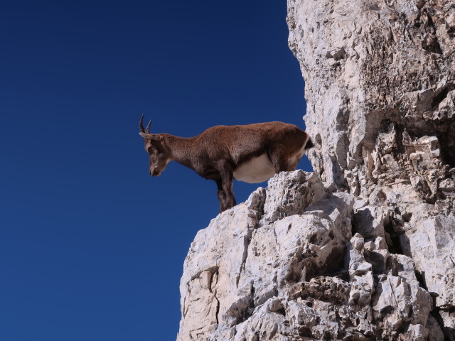 neben der Via Ferrata Scala A. Pipan (12. Okt.)